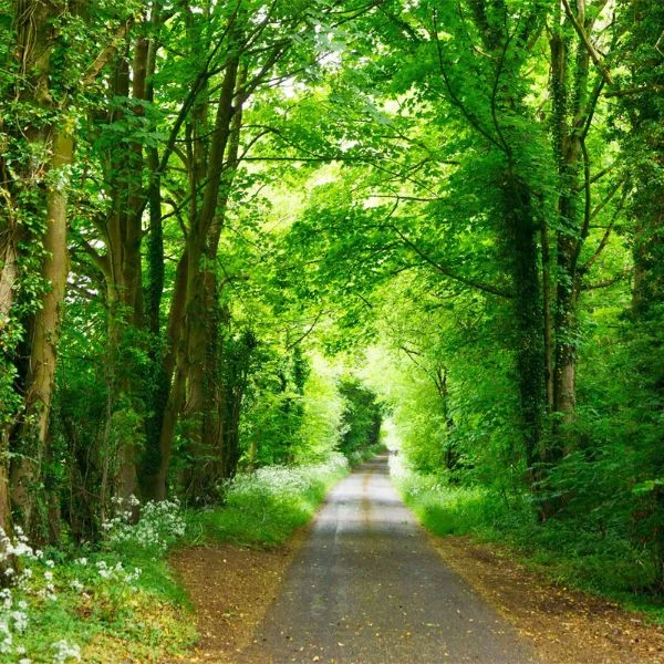 Corbett Landscape Area
